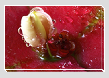 canvas print - (Turkish Sweetgum HBV) - 8"x12"