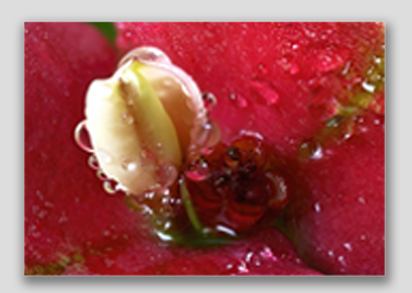 canvas print - (Crown of Thorns HBV) - 8"x12"