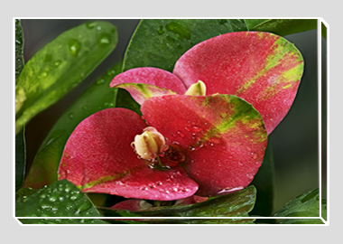 canvas print - (Turkish Sweetgum HV) - 8"x12"