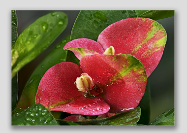 canvas print - (Crown of Thorns HV) - 12"x18"