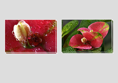 Both canvas prints - (Turkish Sweetgum) - 8"x12" each