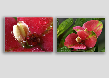 Both canvas prints - (Crown of Thorns) - 12"x18" each