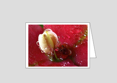 Fine art greeting card - (Crown of Thorns HBV) – 4.5″x6.25″