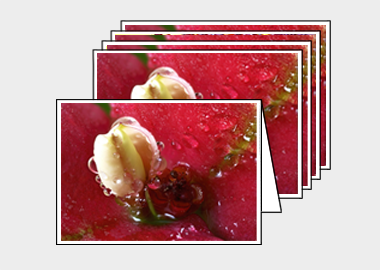 Package of 5 greeting cards - (Crown of Thorns HBV) – 4.5″x6.25″