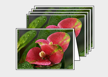 Package of 5 greeting cards - (Turkish Sweetgum HV) – 4.5″x6.25″