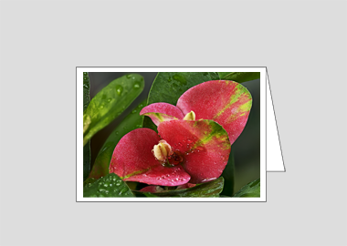 Fine art greeting card - (Crown of Thorns HV) – 4.5″x6.25″