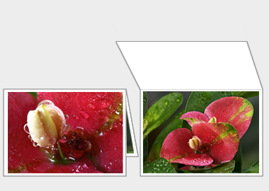 Fine art greeting card - (Crown of Thorns) – 4.5″x6.25″