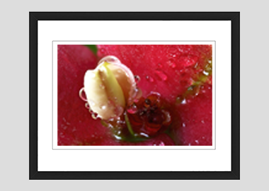 framed print - (Crown of Thorns HBV) - 8"x10"
