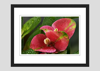 framed print - (Turkish Sweetgum HV) - 8"x10"