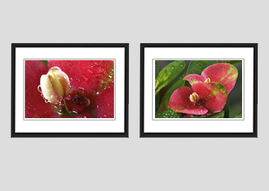 Both framed prints - (Crown of Thorns) - 8"x10" each