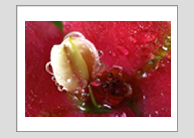 matted print - (Crown of Thorns HBV) - 11"x14"