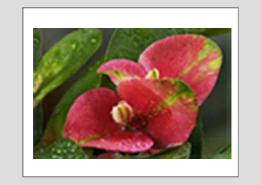 matted print - (Crown of Thorns HV) - 11"x14"