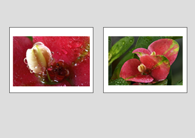 Both matted prints - (Turkish Sweetgum) - 11"x14" each