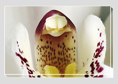 canvas print - (Cymbidium Alexanderi HBV) - 8"x12"