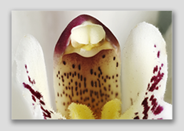 canvas print - (Cymbidium Alexanderi HBV) - 12"x18"