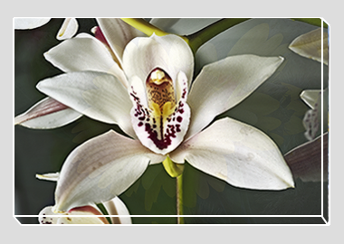 canvas print - (Cymbidium Alexanderi HV) - 8"x12"