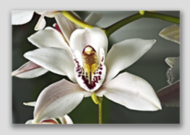 canvas print - (Cymbidium Alexanderi HV) - 8"x12"