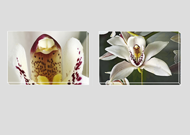 Both canvas prints - (Cymbidium Alexanderi) - 8"x12" each