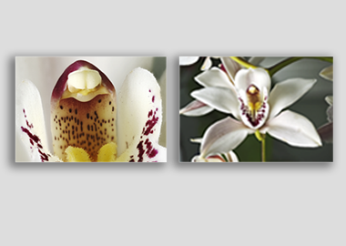 Both canvas prints - (Cymbidium Alexanderi) - 12"x18" each