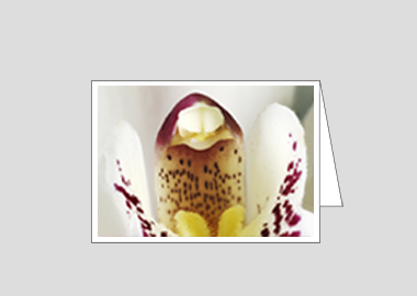 Fine art greeting card - (Cymbidium Alexanderi HBV) – 4.5″x6.25″