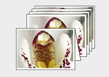 Package of 5 greeting cards - (Cymbidium Alexanderi HBV) – 4.5″x6.25″