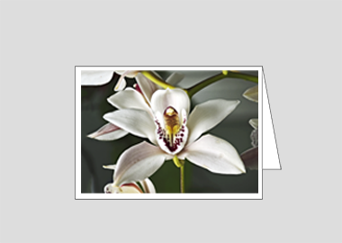 Fine art greeting card - (Cymbidium Alexanderi HV) – 4.5″x6.25″