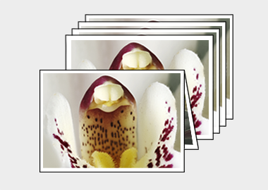 Package of 5 greeting cards - (Cymbidium Alexanderi) – 4.5″x6.25″