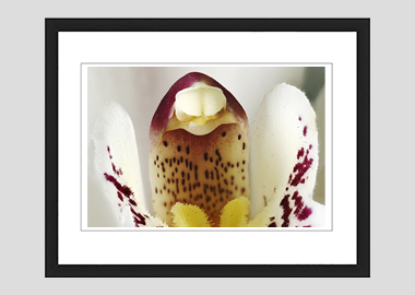 framed print - (Cymbidium Alexanderi HBV) - 8"x10"