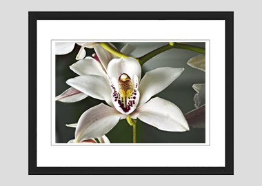 framed print - (Cymbidium Alexanderi HV) - 8"x10"