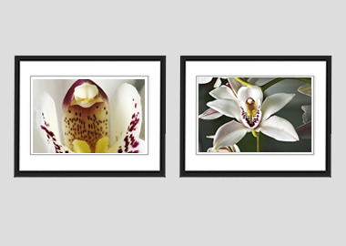 Both framed prints - (Cymbidium Alexanderi) - 8"x10" each