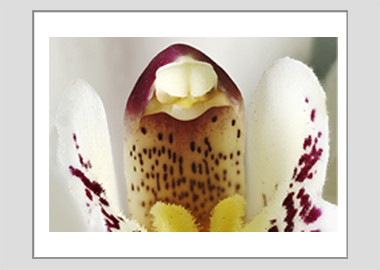 matted print - (Cymbidium Alexanderi HBV) - 11"x14"