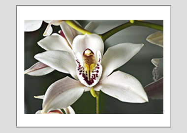 matted print - (Cymbidium Alexanderi HV) - 11"x14"