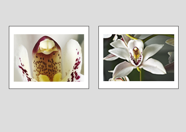 Both matted prints - (Cymbidium Alexanderi) - 11"x14" each