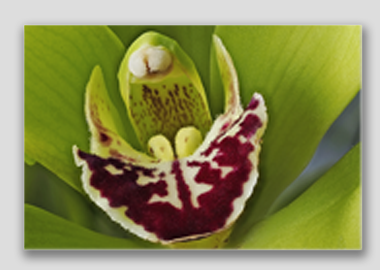 canvas print - (Cymbidian Green Thumb HBV) - 8"x12"