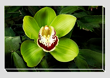 canvas print - (Cymbidian Green Thumb HV) - 8"x12"