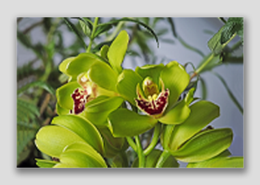 canvas print - (Cymbidian Green Thumb HV) - 8"x12"