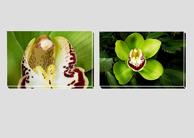 Both canvas prints - (Cymbidian Green Thumb) - 8"x12" each