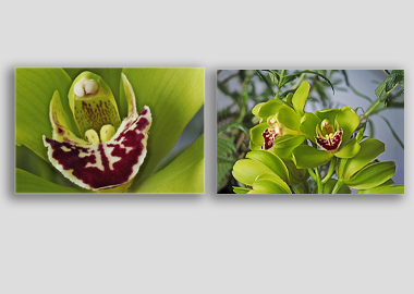 Both canvas prints - (Cymbidian Green Thumb) - 12"x18" each