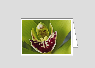 Fine art greeting card - (Cymbidian Green Thumb HBV) – 4.5″x6.25″