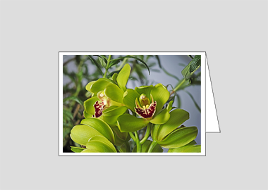Fine art greeting card - (Cymbidian Green Thumb HV) – 4.5″x6.25″