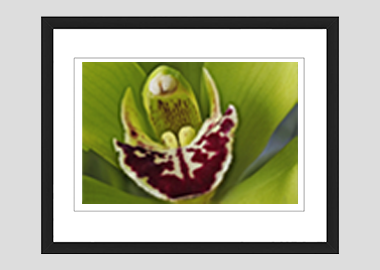 framed print - (Cymbidian Green Thumb HBV) - 8"x10"