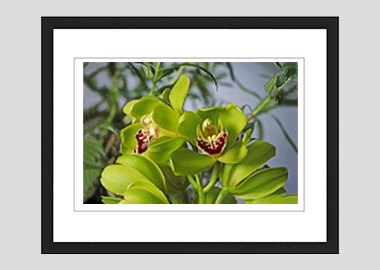 framed print - (Cymbidian Green Thumb HV) - 8"x10"