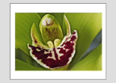 matted print - (Cymbidian Green Thumb HBV) - 11"x14"