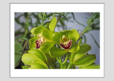 matted print - (Cymbidian Green Thumb HV) - 11"x14"