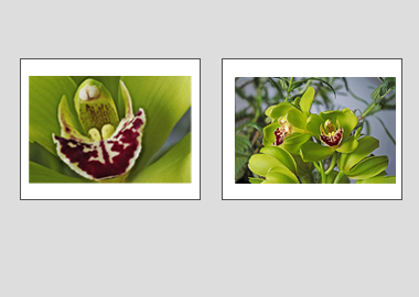 Both matted prints - (Cymbidian Green Thumb) - 11"x14" each