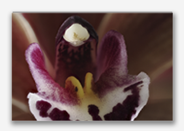 canvas print - (Cymbidium Street Hawk HBV) - 12"x18"