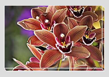 canvas print - (Cymbidium Street Hawk HV) - 8"x12"