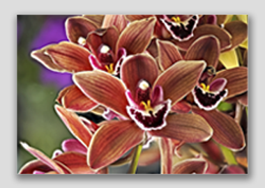 canvas print - (Cymbidium Street Hawk HV) - 12"x18"