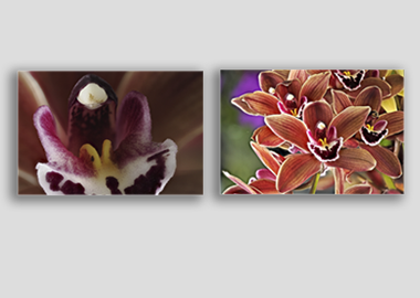 Both canvas prints - (Cymbidium Street Hawk) - 8"x12" each