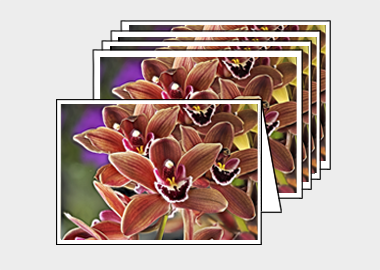 Package of 5 greeting cards - (Cymbidium Street Hawk HV) – 4.5″x6.25″